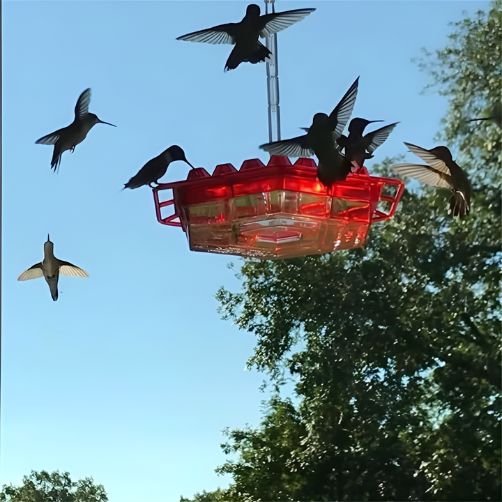 Alimentador de Colibríes a Prueba de Hormigas