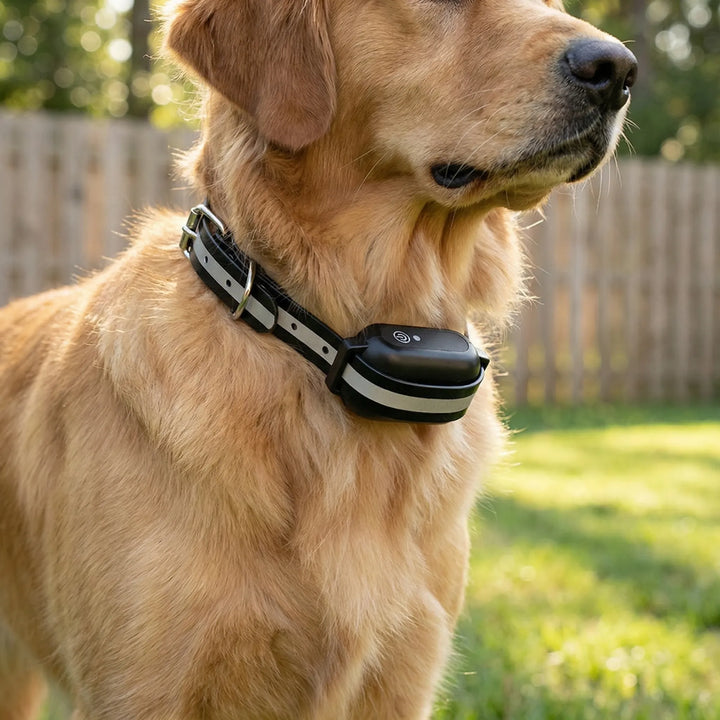 Pawvero - Collar eléctrico de adiestramiento para perros con control remoto